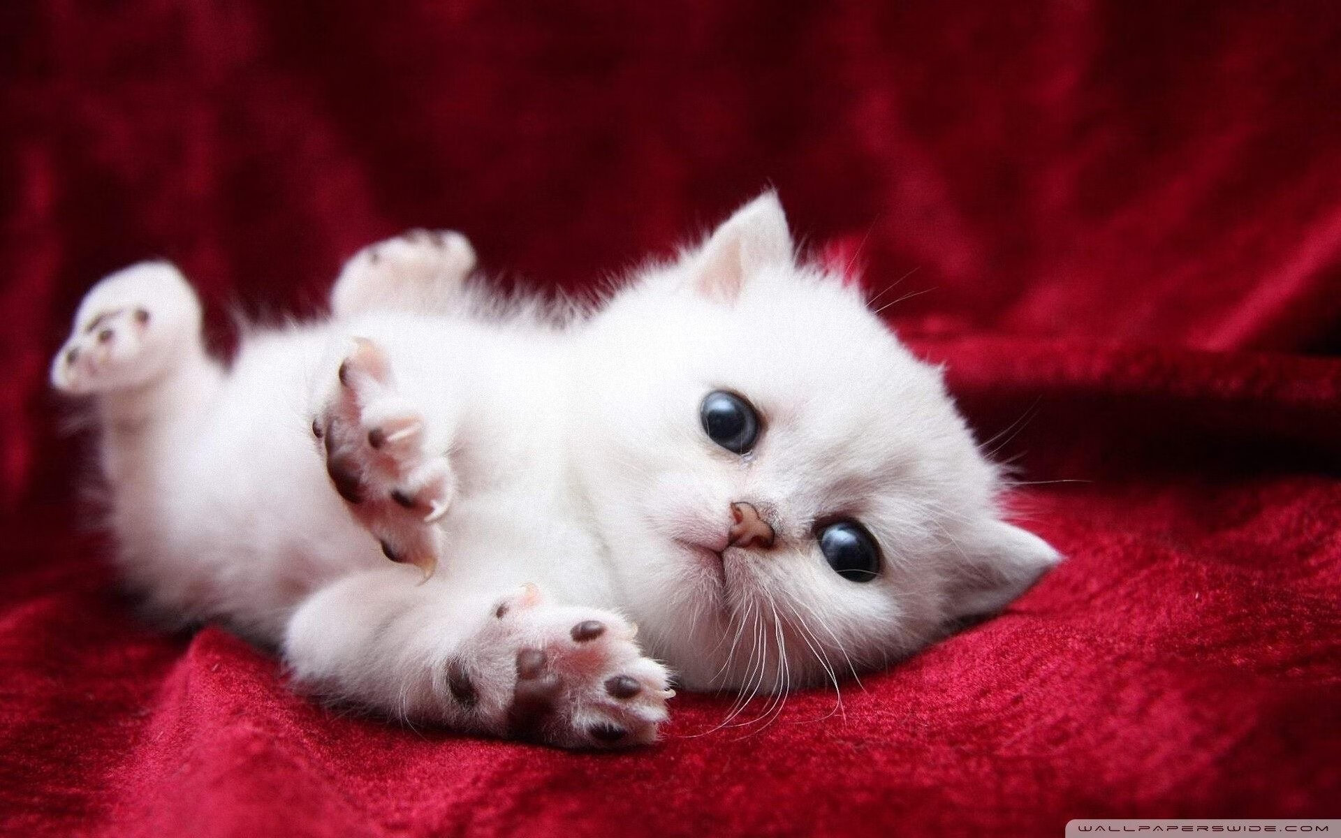 《2025英雄联盟全球总决赛,冠军悬念逐步揭晓》,英雄联盟20年总决赛