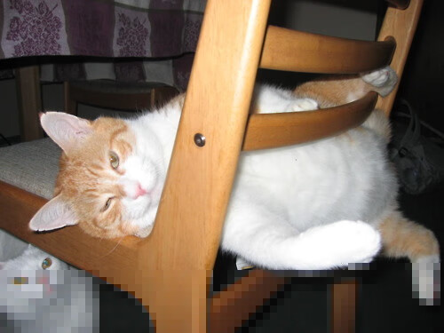 中国足球赛事志愿者服务水平不断提升,足球志愿者招募