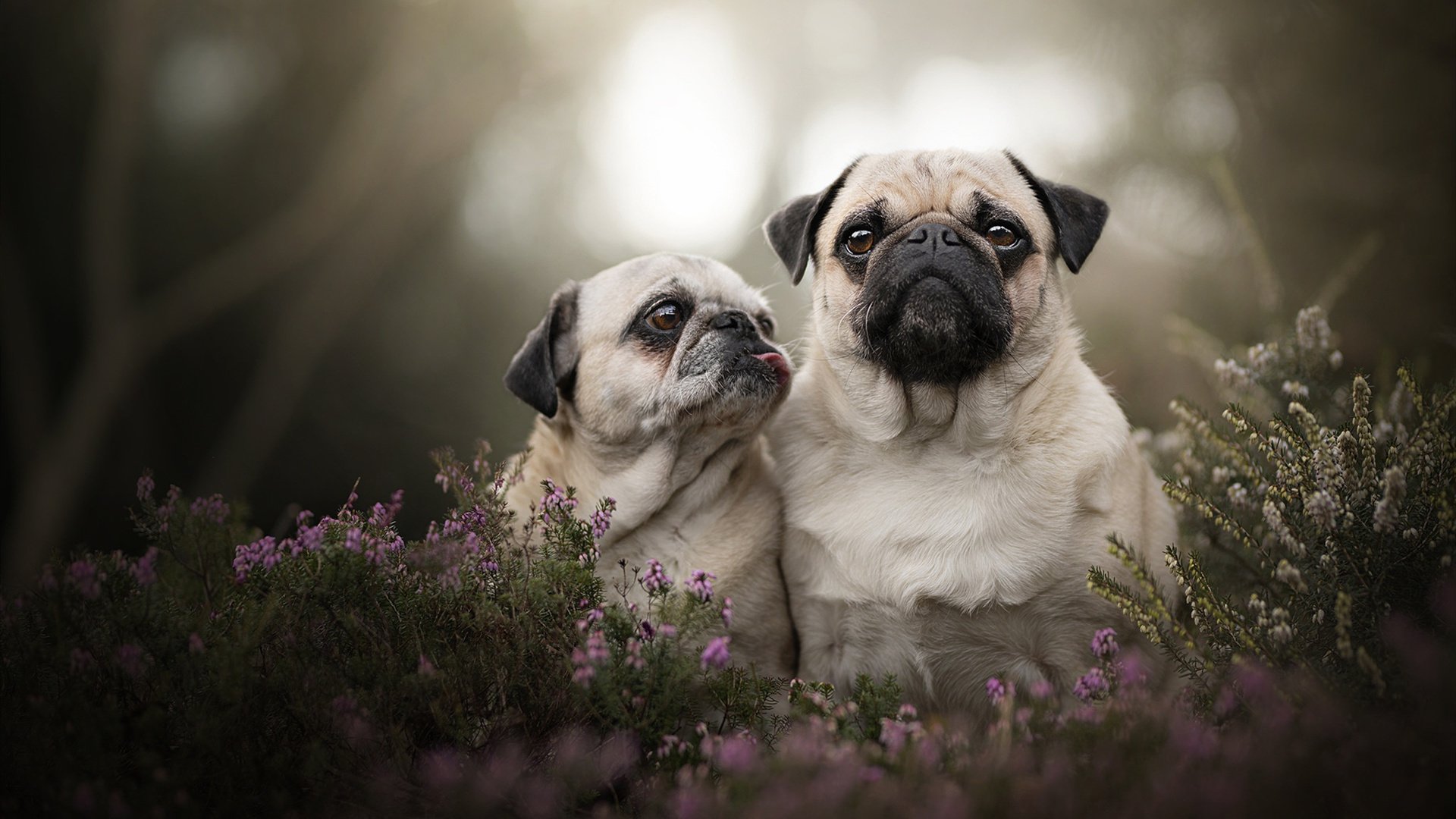 克罗地亚马术协会建立马匹基因数据库,促进马匹选育与训练。,克罗地亚 马可波罗