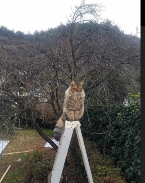 九游电脑版-亚洲杯举行，中国队闯入半决赛，创造历史，亚卅杯半决赛时间