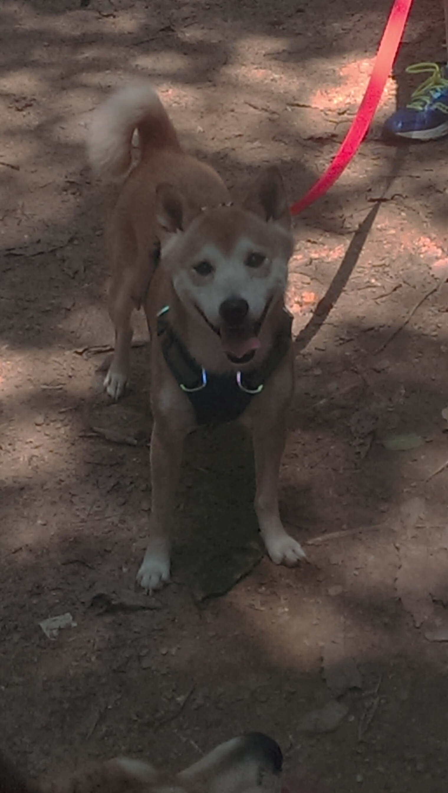 南安普顿中场球员出色发挥，球队取得胜利，南安普顿出的球星