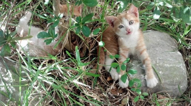 九游网页版官网-国足战术演练是否受限于人员变动频繁，国足技战术分析