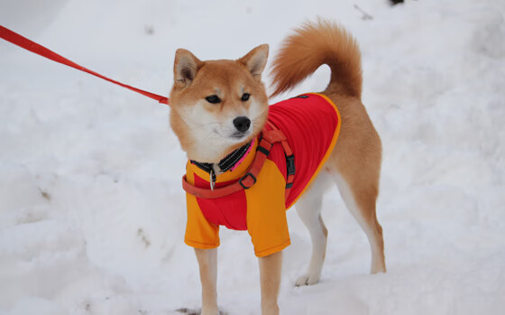 九游网-女排超级联赛天津再胜江苏，朱婷单场独得30分，天津女排朱婷李盈莹