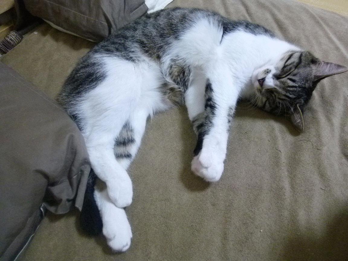 JIU YOU GAME-巴西队在世界杯预选赛中暂时位居南美区第二，巴西世界杯预选赛2022