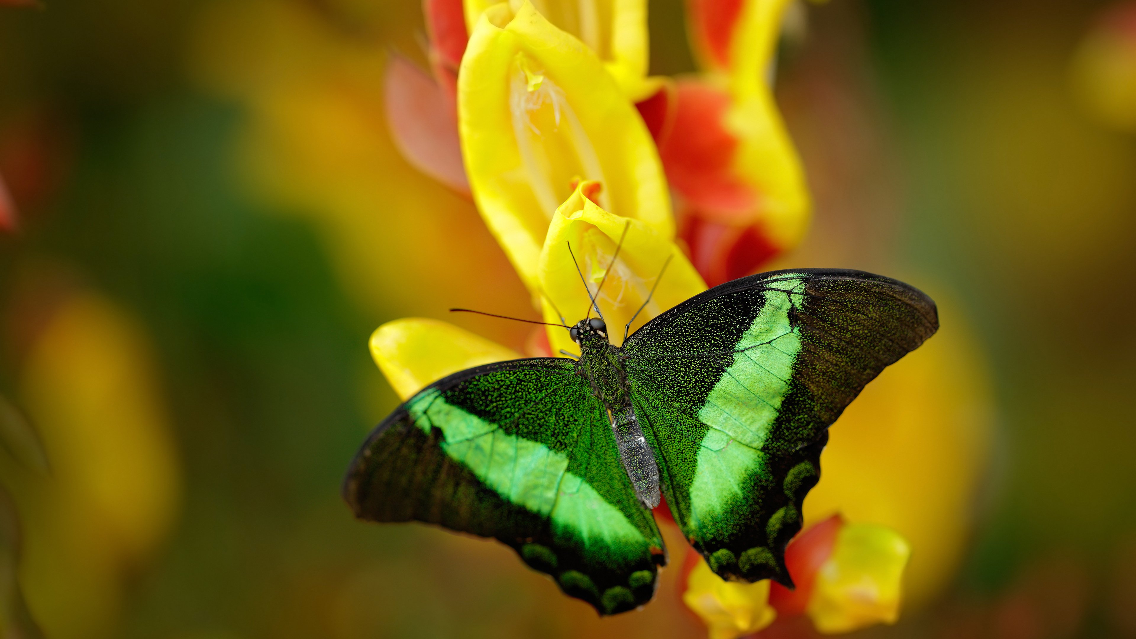摩洛哥男足在巴黎奥运会上取得历史性突破,摩洛哥足球明星