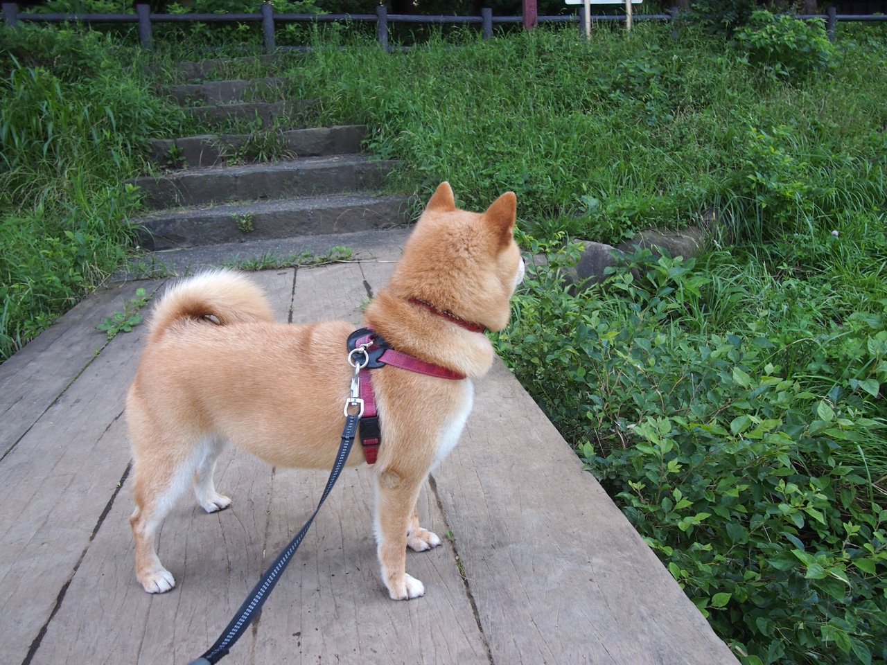 九游官网下载电脑版-阿拉瓦客场失利，保级形势继续恶化，阿拉瓦克是好人吗