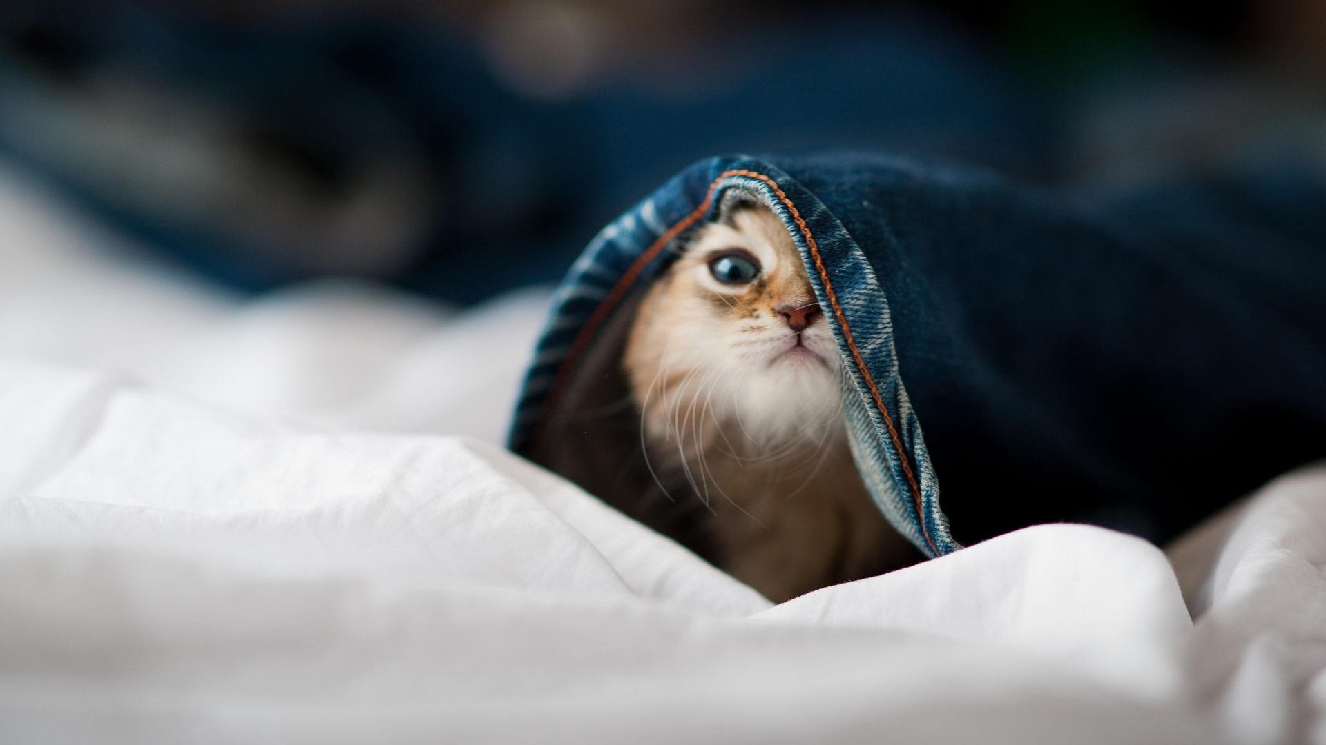 体育新闻中心承办体育新闻人才培养交流大会,全国体育新闻传播学术研讨会