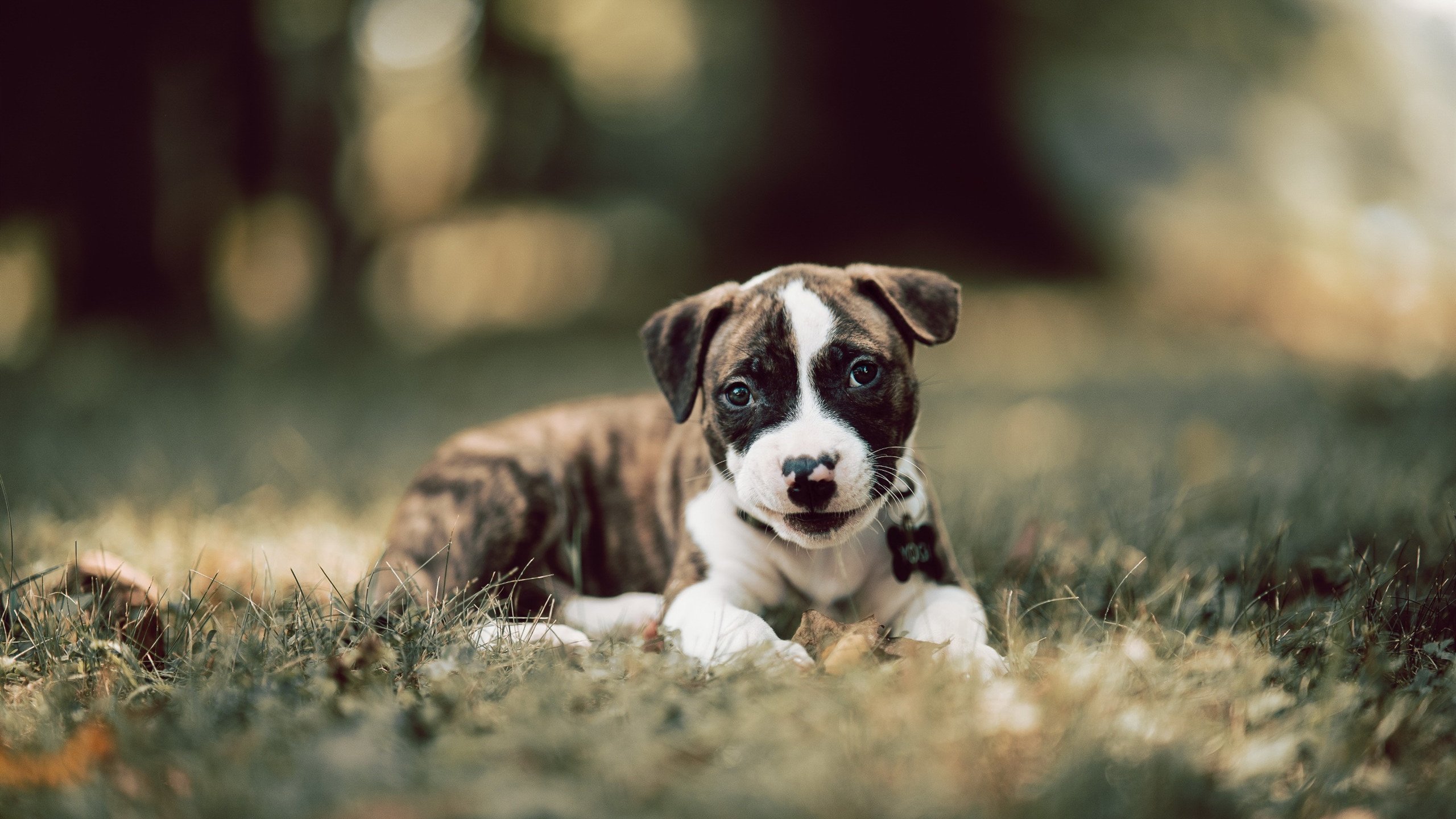 印度队未来规划:创新青训模式,打造后备人才基地,印度队员