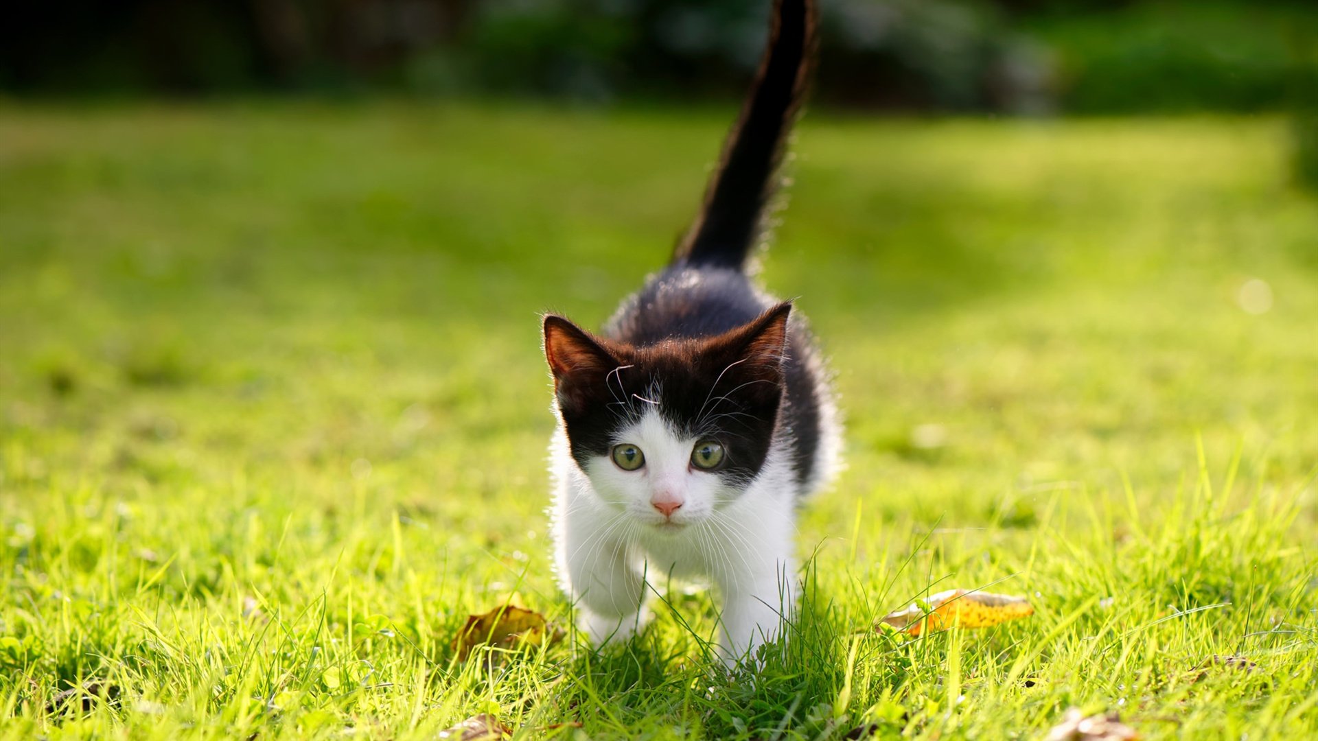 JIU YOU GAME-伊朗男篮在亚洲预赛中奋勇争先，迈向奥运的梦想舞台，伊朗队男篮