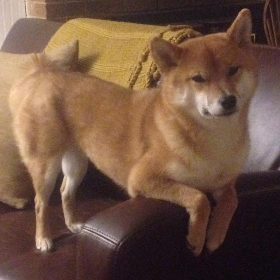 伊朗男篮在亚洲预赛中奋勇争先,迈向奥运的梦想舞台,伊朗队男篮